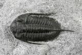 x Mucronaspis Trilobite Plate - Blekos, Morocco #19875-3